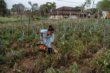 Reena Dhurve picking tomatoes from her family's kitchen garden in front of their house in Kundai village.
