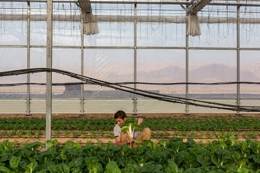 Farm workers pick the crop of bok choy early in the morning, at The Sahara Forest Project on the outskirts of Aqaba. The farm uses desalinated sea water and greenhouses to sustainably farm crops in la...