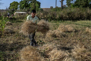 A member of a family of Christian converts harvesting wheat on their farm in Bilawar Kala village. The family say they are under social pressure by the villagers of Bilawar Kala as they are converts t...