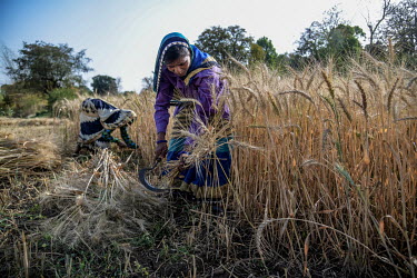 Nirmala Uaike from Veer Pathar village harvets wheat on a farm in Bilawar Kala village. She says she has come under social pressure by the villagers of Bilawar Kala as she is a convert to Christianity...