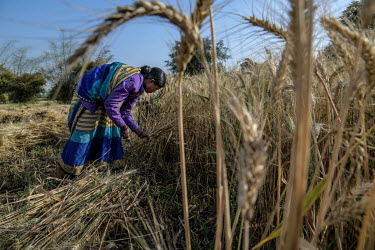 Nirmala Uaike from Veer Pathar village harvets wheat on a farm in Bilawar Kala village. She says she has come under social pressure by the villagers of Bilawar Kala as she is a convert to Christianity...