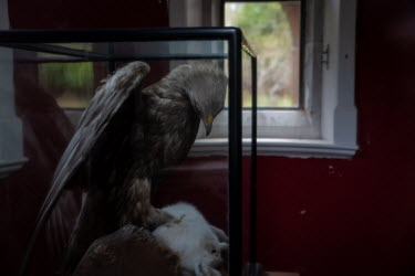 A taxidermy eagle killing a rabbit on display in Kinloch Castle. Sir George Bullough's possessions still remain in the castle that he built in 1897. The castle has been closed during the pandemic and...