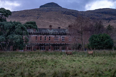 Red Deer Stags stand in front of Kinloch Castle, built by Sir George Bullough in 1897.