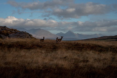 Deer near Kilmory, the Isle of Skye in the background.