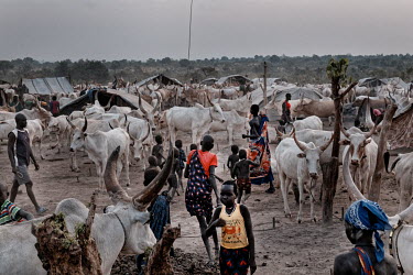 A cattle camp on the outskirts of Nesitu south of the capital Juba. The cattle herders have come down to Jongalei State fleeing the flooding and increased attacks from cattle raiders. Cattle herders a...