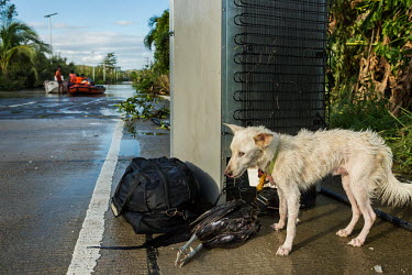 A dog stands next to a refrigerator, a bag and a dead chicken, likely recovered belongings of a nearby resident, while, in the background, rescue personnel from the Coast Guard wait for a truck to rec...
