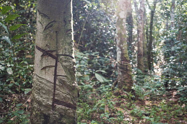 Rubber trees at the Yangambi research station. The station was established during the Belgian colonial period and was one of the most important agricultural and agroforestry research facilities on the...
