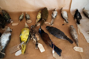 Stuffed birds on a shelf at the National Herbarium of the Democratic Republic of Congo. The building was renovated under the FORETS project and the plant collection, which was in danger of being lost,...