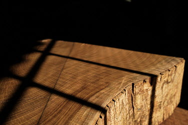 A tree trunk stem disk being prepared for analysis is illuminated by sunlight at the wood biology laboratory on the Yangambi research station.