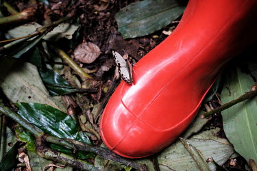 A butterfly on a participant's boot during a wood biology workshop in the forest at the Yangambi research station.