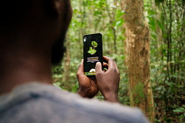 Testing of an experimental phone app for measuring tree circumferences at the Yangambi research station. It is hoped that the app will eventually supersede manual measurement, which is laborious and t...