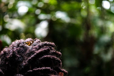 A butterfly in a participant's hair during a wood biology workshop in the forest at the Yangambi research station.