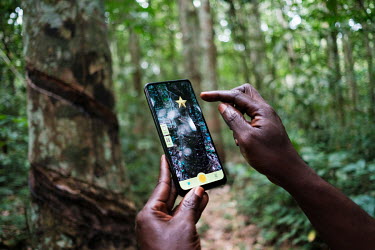 Donatien Musepena testing an experimental phone app for measuring tree circumferences at the Yangambi research station. It is hoped that the app will eventually supersede manual measurement, which is...