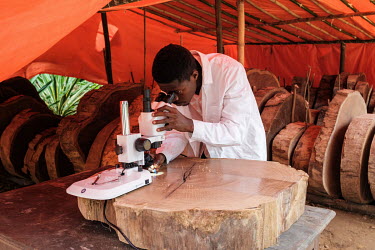 Laboratory technician Tresor Bolaya demonstrating how he marks growth rings on a tree trunk stem disk at the wood biology laboratory on the Yangambi research station.