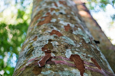 An afrormosia tree bearing markings that indicate that it is part of the FORETS project for forestry research. The endangered species is highly sought after for its dense, hard wood.