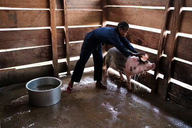 Helena Yenga washing one of her pigs before heading for the local market, where she buys and sells bushmeat. She is participating in a pig raising pilot initiated by the FORETS project. The aim is to...