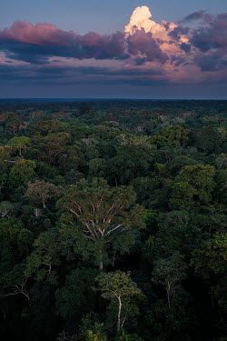 A view over a stretch of the Congo Basin Forest.