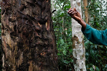 INERA researcher Joel Lioku Litale indicates scarring on the trunk of a mukulungu tree, from harvesting bark for medicinal purposes. The tree is also prized for making canoes, and because it's leaves...