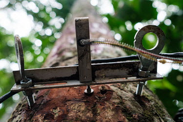 A dendrometer on the trunk of a mukulungu. The species is in danger of dying out, thought to be the result of the local extinction of forest elephants which eat its fruit and then deposit the seeds ar...