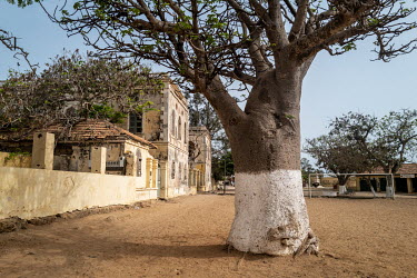 A baobab tree on the historic Goree Island, infamous for its prison, the departure point for enslaved Africans being transported across the Atlanic Ocean to the plantations of the Americas.