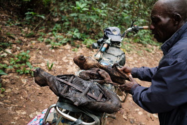 Benoit Abomi Lofalata showing what he has purchased so far at a bushmeat market at a crossroads of forest tracks in Yangambi. He will sell on the animals in the nearest town, for an estimated profit o...