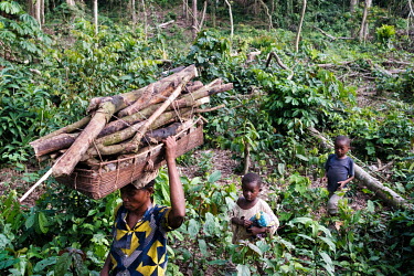 A woman is followed by children as she carries fuel wood out of a patch of forest that is being cleared for agriculture. The practice of shifting cultivation in the area results in rapid deforestation...