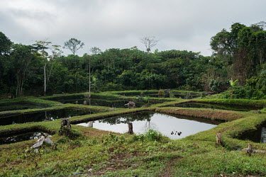 The Akilimani fish farm, run by a group of women, in Yanonge in the Tshopo province of the Democratic Republic of Congo. The initiative is supported by the FORETS project as part of efforts to develop...