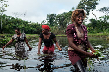 Members of the Akilimani fish farming women's cooperative in one of their ponds. The initiative is supported by the FORETS project as part of efforts to develop sustainable livelihoods that reduce pre...