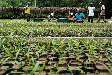 The Isalowe plant nursery funded by the FORETS project to support scientific research and reforestation endeavours.