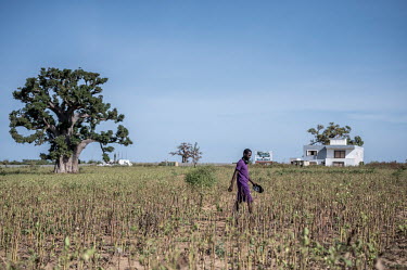A man walks in fields near a house that is part of a building project that was stopped by the people of Deni Malik Gueye village who are fighting against private construction on their ancestral land.
