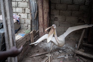 A domesticated pelican is fed by a fishman after returning from the sea.