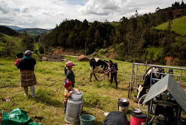A family milking cows in the San Pedro de Yunga community. In Ecuador, 7% of the population is indigenous. Their principal activities are related to agriculture and livestock.