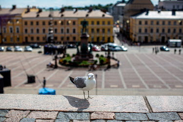 A seagul is resting in front of Helsinki Cathedral in the Finish capital Helsinki.