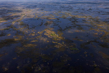 A permanently flooded area, close to the Mutum Fazenda, in the Pantanal region of the Paiaguas due to the siltation of the Rio Taquari, which has abandoned its original course.