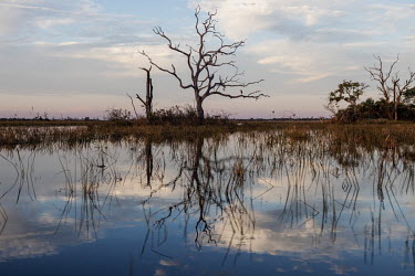 Dead trees in a permanently flooded area in the Pantanal of Paiaguás. This flooding occurred by the 'breaking in' of the Taquari river that due to silting up abandoned its original course and spread...