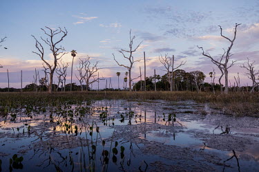 Dead trees in a permanently flooded area in the Pantanal of Paiaguás. This flooding occurred by the 'breaking in' of the Taquari river that due to silting up abandoned its original course and spread...