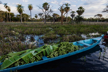 A canoe used to carry bananas moored in front of the headquarters of the Santa Cruz farm in the Pantanal region of Paiaguas that is permanently surrounded by water. This flooding occurred due to the '...