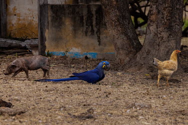 A Hyacinth Macaw feeds in the company of a chicken and a piglet at the abandoned headquarters of the Santa Cruz farm, which was isolated by the permanent flooding of the Pantanal of Paiaguas. This flo...