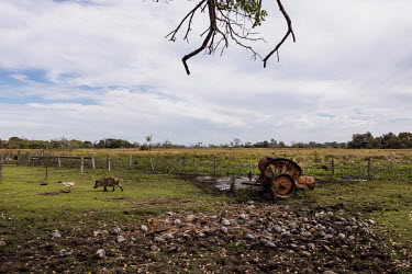 A pig and a chicken on an abandoned farm in the permanently flooded region of the Pantanal of Paiaguas. This flooding occurred due to the 'breaking in' of the river Taquari, which, due to silting up,...