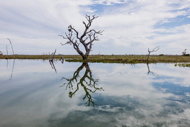 Dead trees in a permanently flooded area in the Pantanal of Paiaguas. This flooding occurred due to the 'breaking in' of the river Taquari, which due to silting up abandoned its original course and sp...