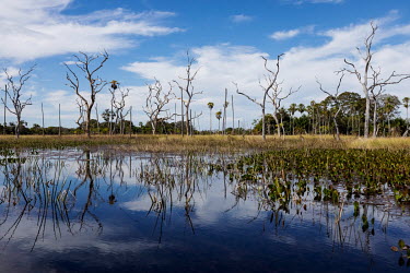 Dead trees in a permanently flooded area in the Pantanal of Paiaguas. This flooding occurred due to the 'breaking in' of the river Taquari, which due to silting up abandoned its original course and sp...