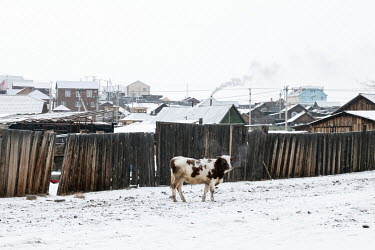 A cow stands in the snow on Olkhon Island.