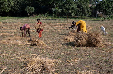 Women and children baling up rice stalks to use as animal feed during the rice harvest in Lakminya Parsahi village.