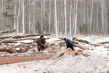 Residents from villages close to a forest site that has been subject to illegal logging saw the felling residue for firewood. Logging residue accounts for about 70% of the felling and is not used in t...