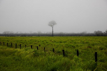 A lone chestnut tree in pasture land for cattle on the margins of the BR-317 highway
