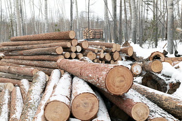 A timber truck carries trees from a felling site in the taiga of Irkutsk oblast.
