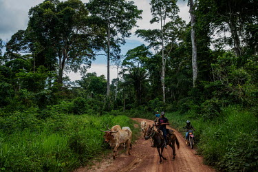 Residents of the Chico Mendes Extractive Reserve in Xapuri, run cattle through the Albracia rubber plantation.