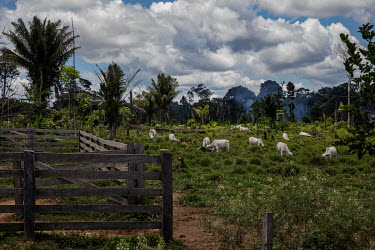 Cattle grazing land used by Francisco Diogo da Silva, a former rubber tapper and resident of the Chico Mendes Extractive Reserve, who was fined by ICMBio (environment federal agency) because of an are...