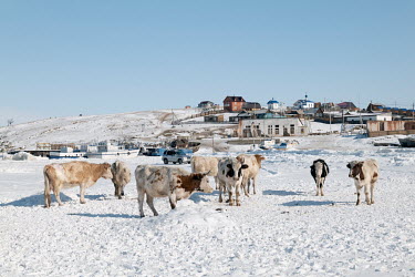 Cow walk onto frozen Lake Baikal to drink water.