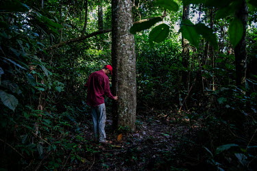 Rubber tapper Rian Avevedo de Barros (18) extracts latex from a rubber tree in the Chico Mendes Extractive Reserve, which is the most threatened and deforested protected area in 2019, according to IMA...
